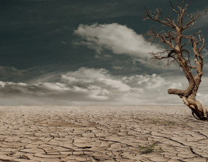 tree in the desert