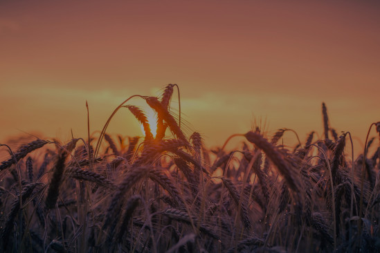 orange sunset straw field