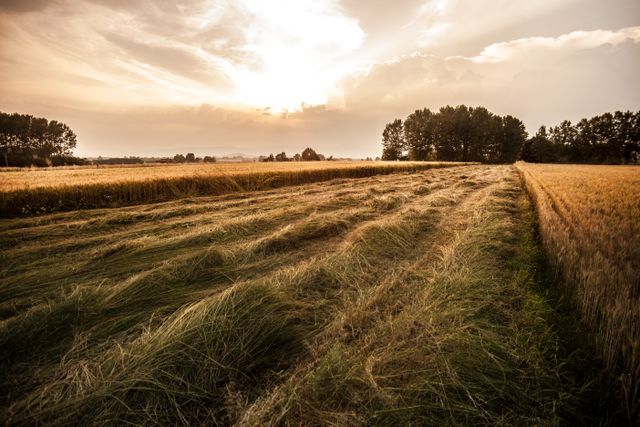 Agriculture and risks dry farm with sunnset